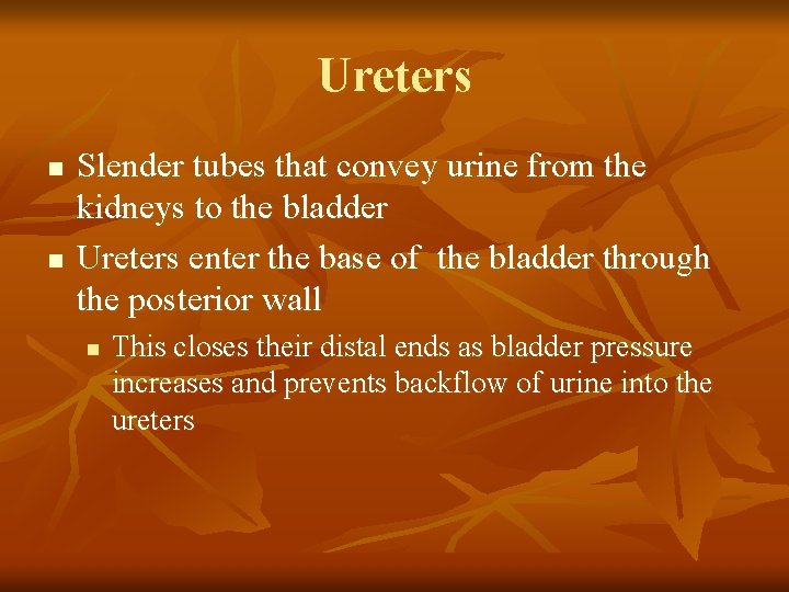 Ureters n n Slender tubes that convey urine from the kidneys to the bladder