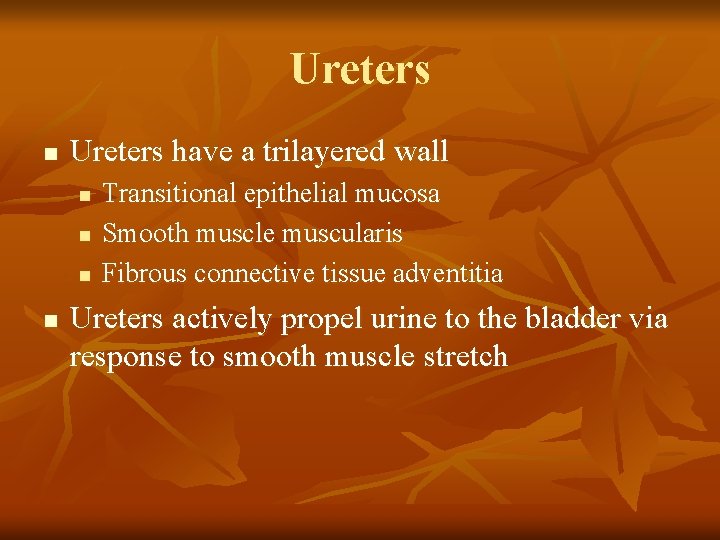Ureters n Ureters have a trilayered wall n n Transitional epithelial mucosa Smooth muscle
