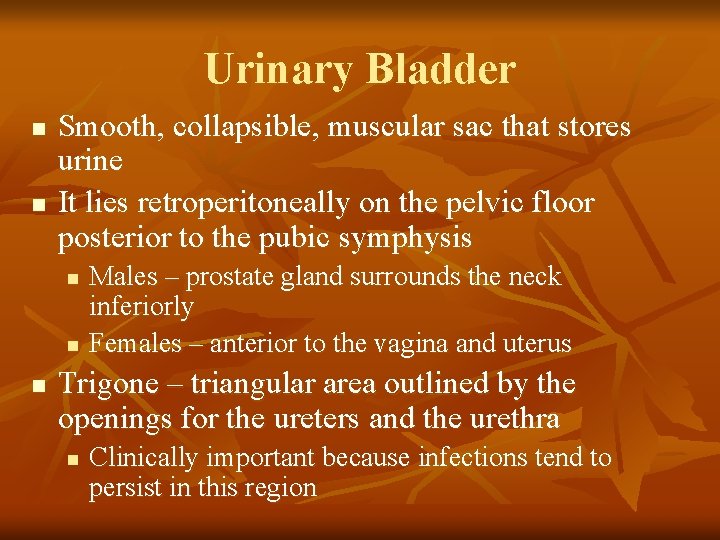 Urinary Bladder n n Smooth, collapsible, muscular sac that stores urine It lies retroperitoneally