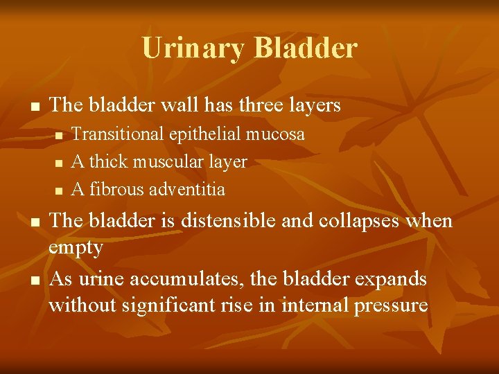 Urinary Bladder n The bladder wall has three layers n n n Transitional epithelial