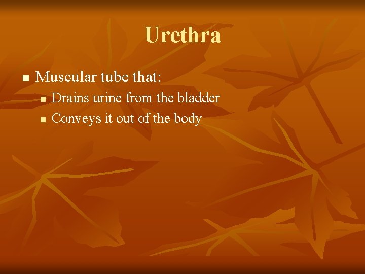 Urethra n Muscular tube that: n n Drains urine from the bladder Conveys it