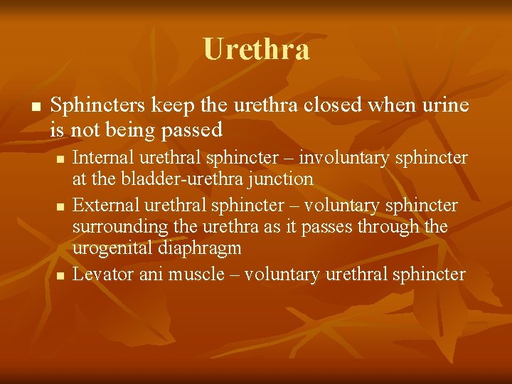 Urethra n Sphincters keep the urethra closed when urine is not being passed n