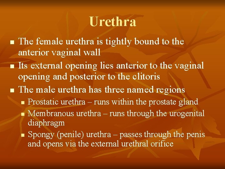 Urethra n n n The female urethra is tightly bound to the anterior vaginal