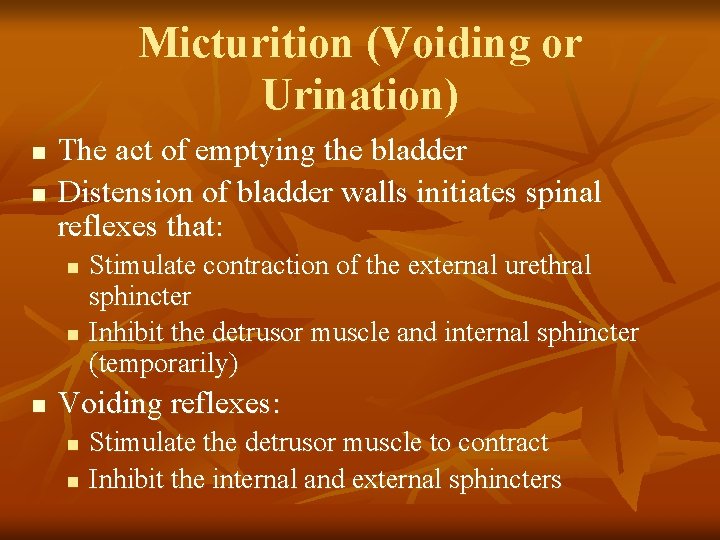 Micturition (Voiding or Urination) n n The act of emptying the bladder Distension of