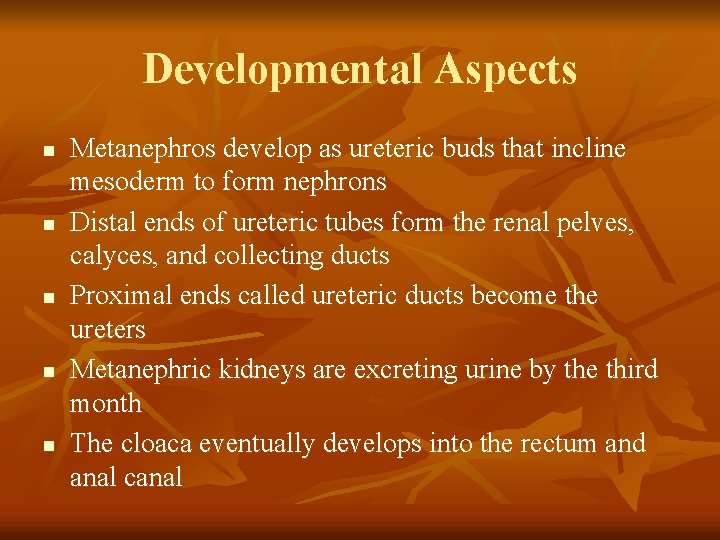 Developmental Aspects n n n Metanephros develop as ureteric buds that incline mesoderm to