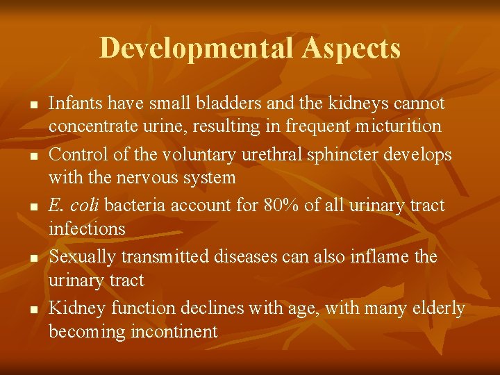 Developmental Aspects n n n Infants have small bladders and the kidneys cannot concentrate