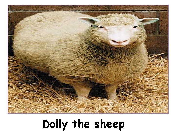 Dolly the sheep 