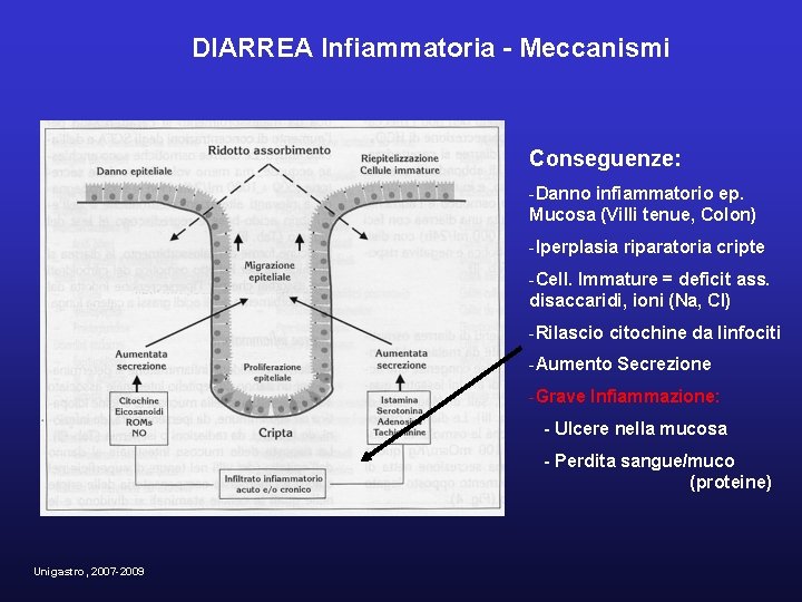 DIARREA Infiammatoria - Meccanismi Conseguenze: -Danno infiammatorio ep. Mucosa (Villi tenue, Colon) -Iperplasia riparatoria