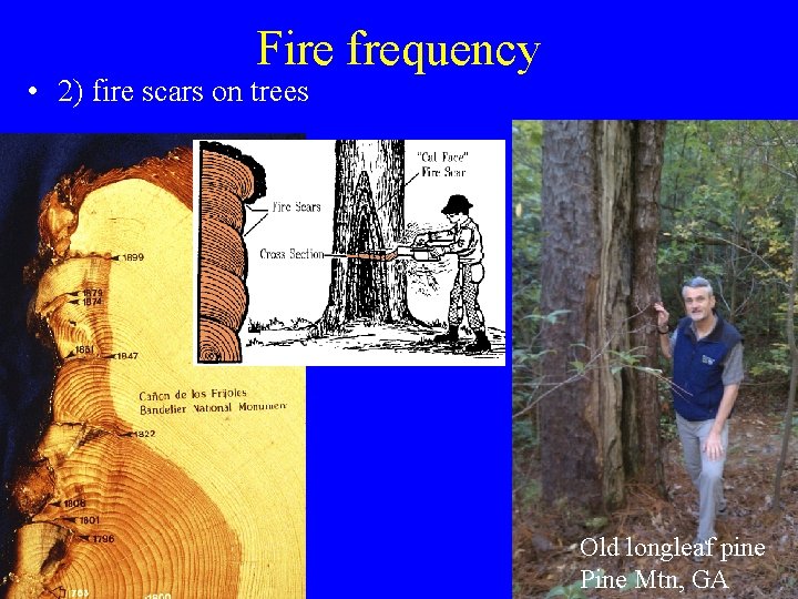 Fire frequency • 2) fire scars on trees Old longleaf pine Pine Mtn, GA