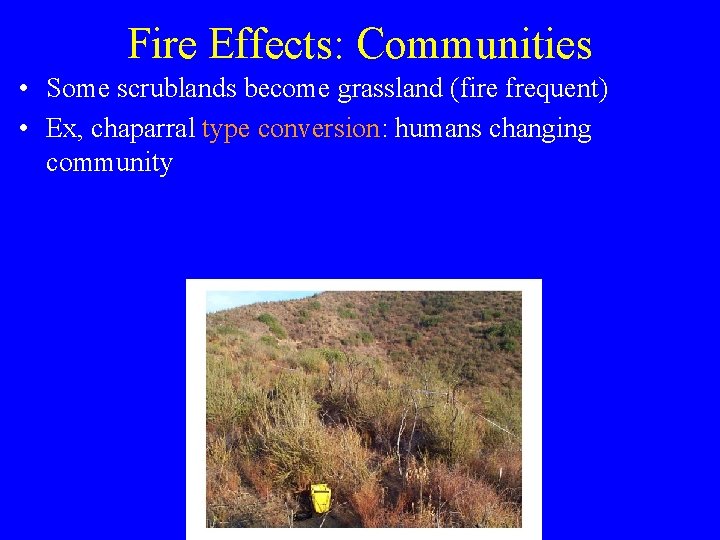 Fire Effects: Communities • Some scrublands become grassland (fire frequent) • Ex, chaparral type
