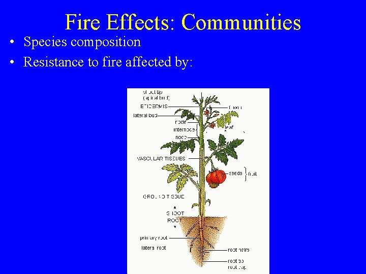 Fire Effects: Communities • Species composition • Resistance to fire affected by: 