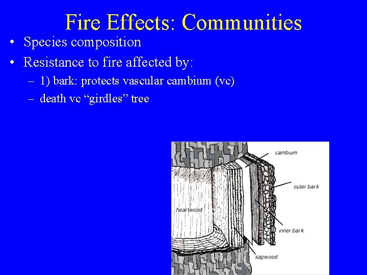 Fire Effects: Communities • Species composition • Resistance to fire affected by: – 1)