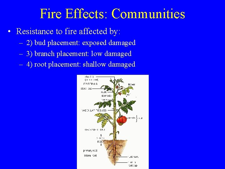 Fire Effects: Communities • Resistance to fire affected by: – 2) bud placement: exposed