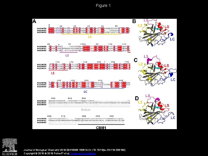 Figure 1 Journal of Biological Chemistry 2019 29415068 -15081 DOI: (10. 1074/jbc. RA 119.