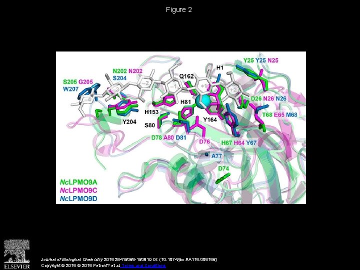 Figure 2 Journal of Biological Chemistry 2019 29415068 -15081 DOI: (10. 1074/jbc. RA 119.