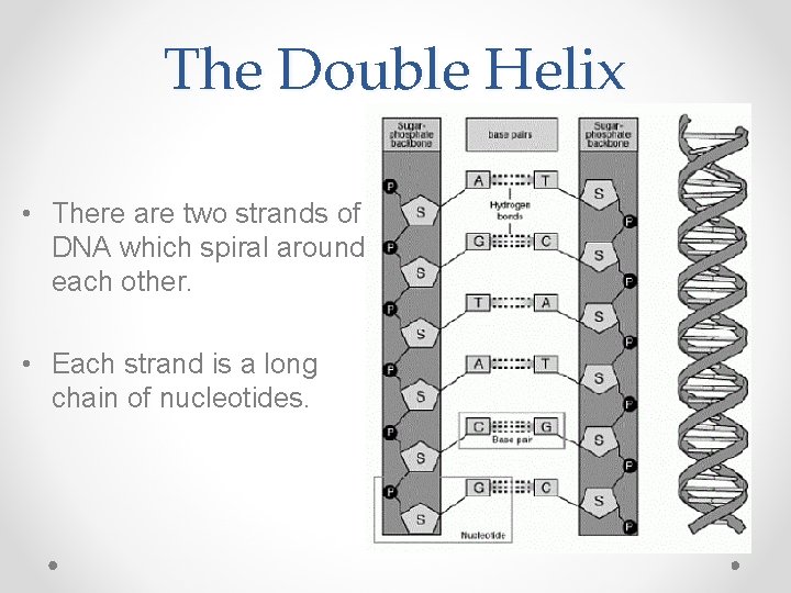 The Double Helix • There are two strands of DNA which spiral around each