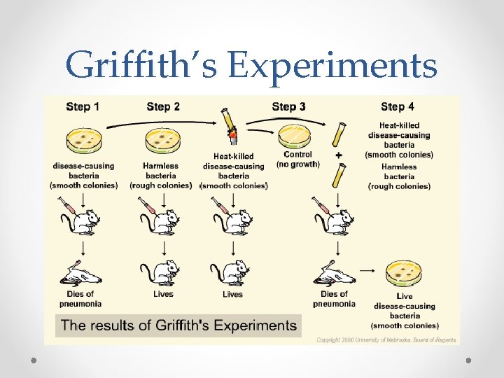 Griffith’s Experiments 