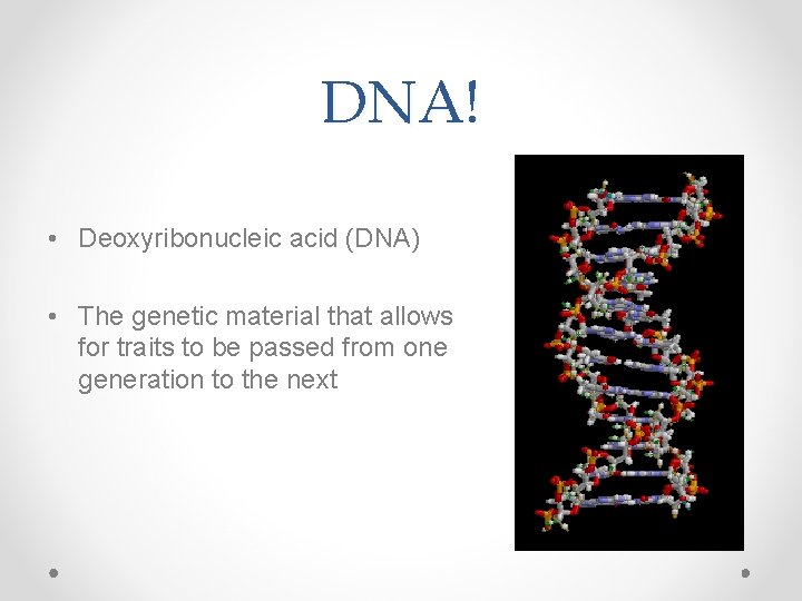 DNA! • Deoxyribonucleic acid (DNA) • The genetic material that allows for traits to