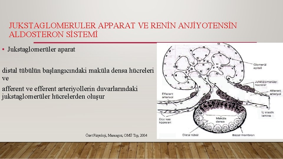 JUKSTAGLOMERULER APPARAT VE RENİN ANJİYOTENSİN ALDOSTERON SİSTEMİ • Jukstaglomerüler aparat distal tübülün başlangıcındaki maküla