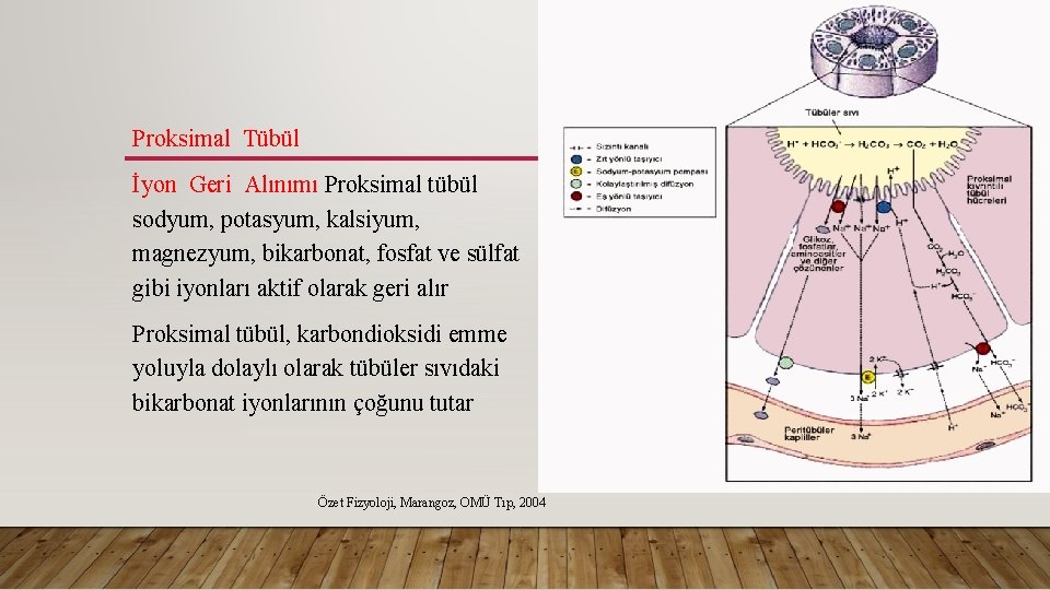 Proksimal Tübül İyon Geri Alınımı Proksimal tübül sodyum, potasyum, kalsiyum, magnezyum, bikarbonat, fosfat ve