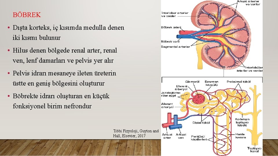 BÖBREK • Dışta korteks, iç kısımda medulla denen iki kısmı bulunur • Hilus denen