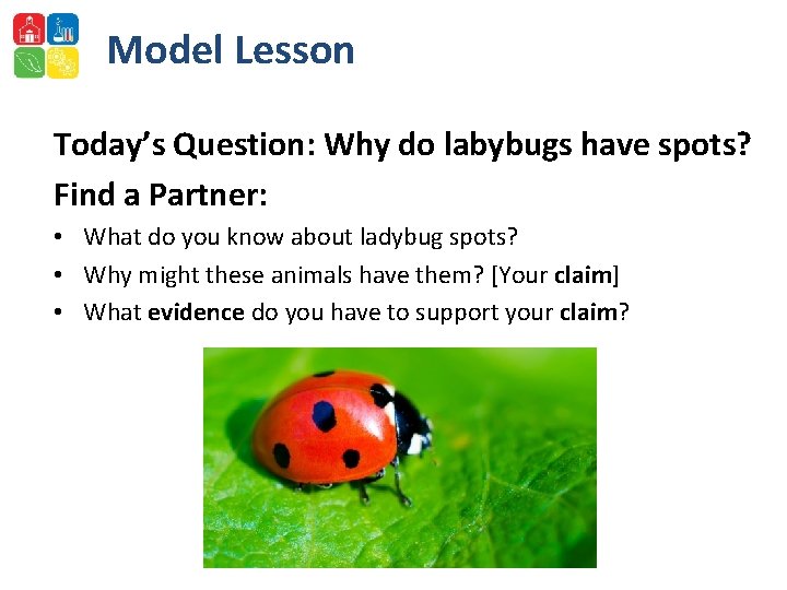 Model Lesson Today’s Question: Why do labybugs have spots? Find a Partner: • What