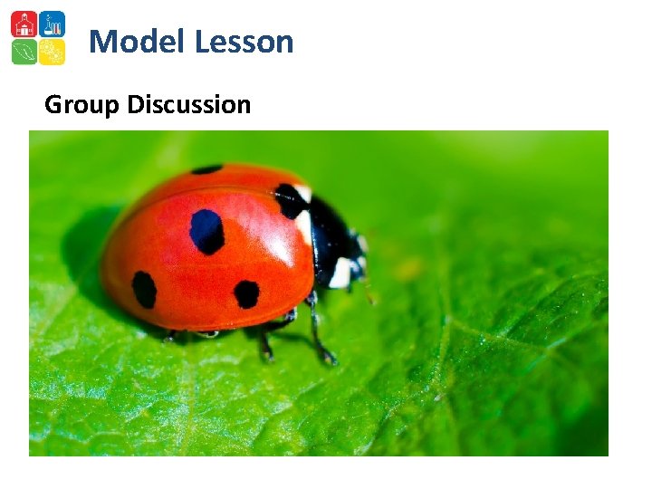 Model Lesson Group Discussion 