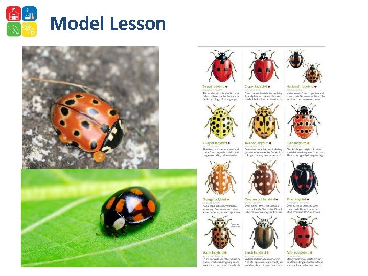 Model Lesson 