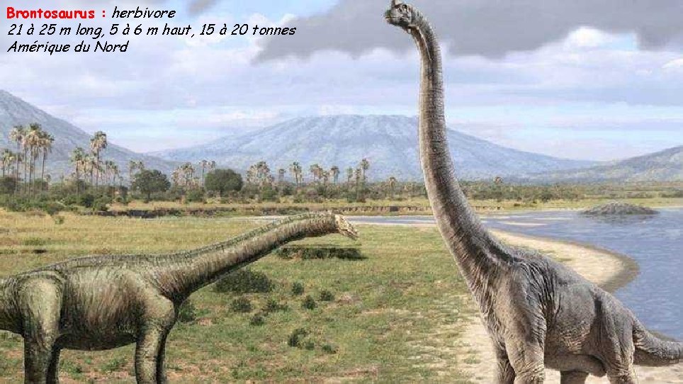 Brontosaurus : herbivore 21 à 25 m long, 5 à 6 m haut, 15