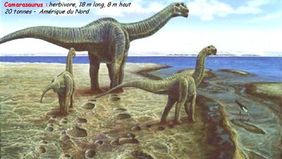 Camarasaurus : herbivore, 18 m long, 8 m haut 20 tonnes - Amérique du