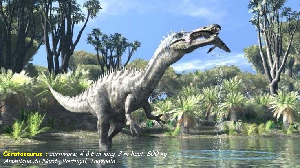 Cératosaurus : carnivore, 4 à 6 m long, 3 m haut, 800 kg Amérique
