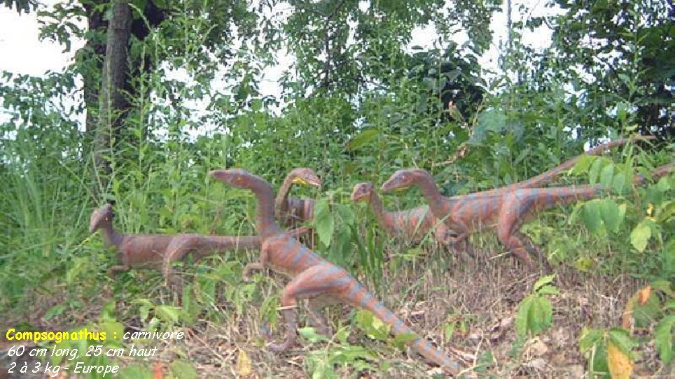Compsognathus : carnivore 60 cm long, 25 cm haut 2 à 3 kg -