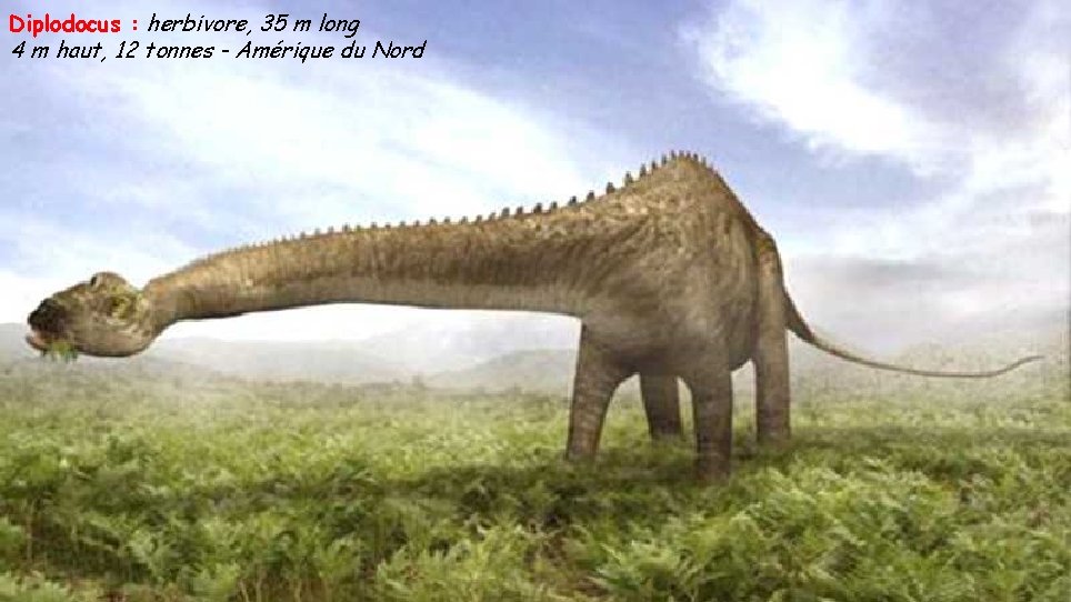 Diplodocus : herbivore, 35 m long 4 m haut, 12 tonnes - Amérique du