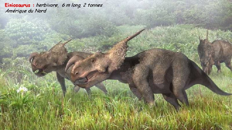 Einiosaurus : herbivore, 6 m long, 2 tonnes Amérique du Nord 