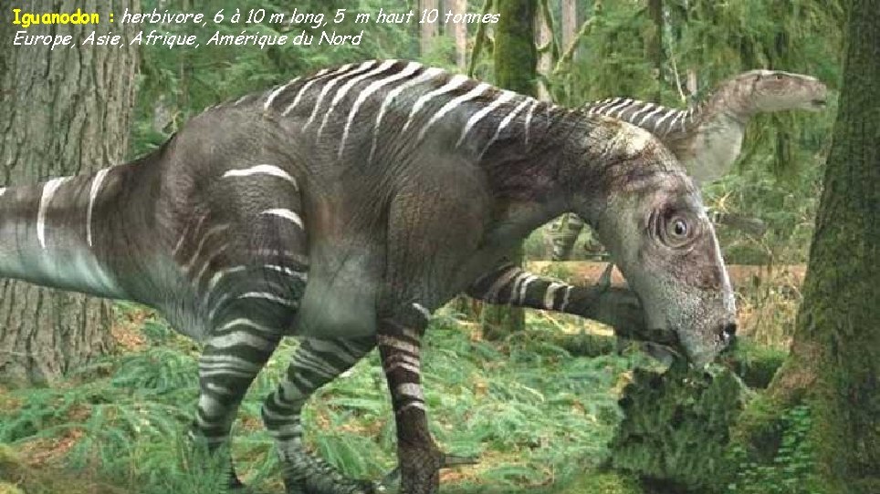 Iguanodon : herbivore, 6 à 10 m long, 5 m haut 10 tonnes Europe,