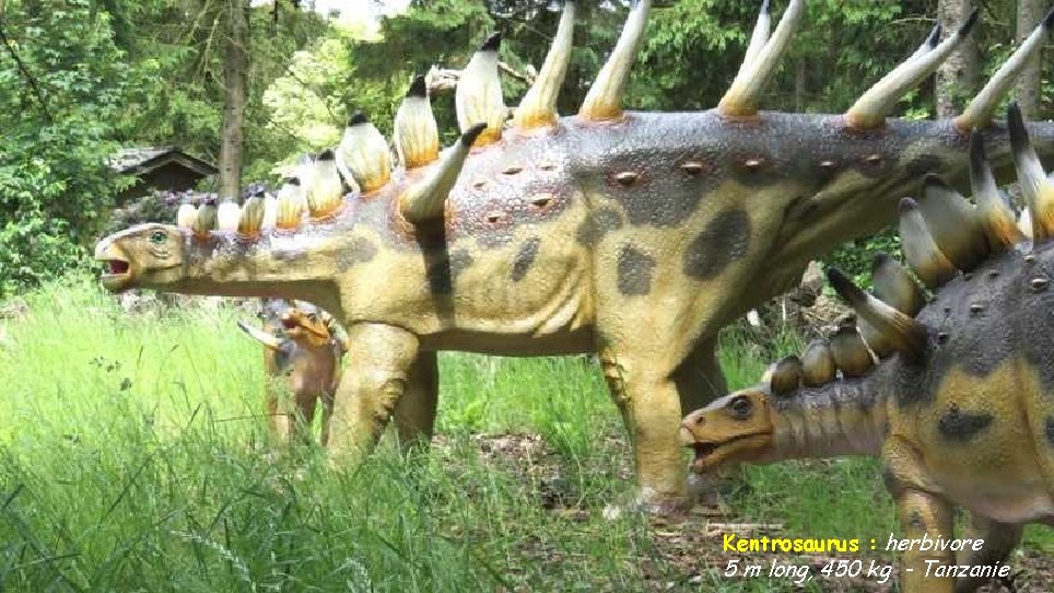 Kentrosaurus : herbivore 5 m long, 450 kg - Tanzanie 
