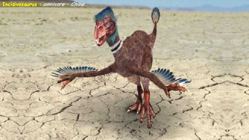Incisivosaurus : omnivore - Chine 