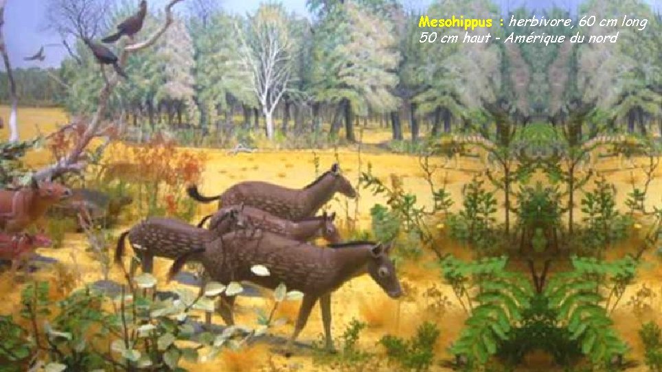 Mesohippus : herbivore, 60 cm long 50 cm haut - Amérique du nord 