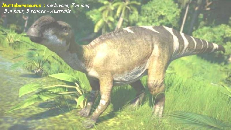Muttaburasaurus : herbivore, 7 m long 5 m haut, 5 tonnes - Australie 