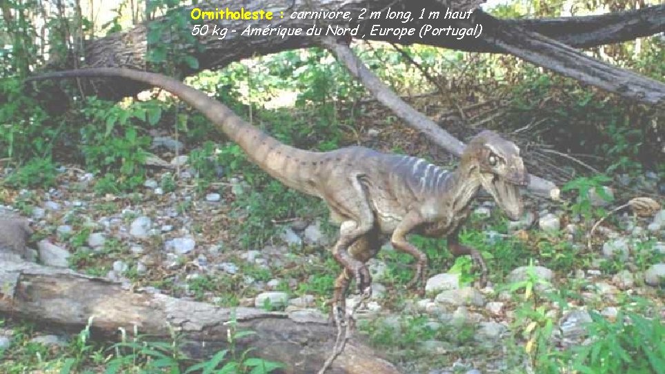 Ornitholeste : carnivore, 2 m long, 1 m haut 50 kg - Amérique du