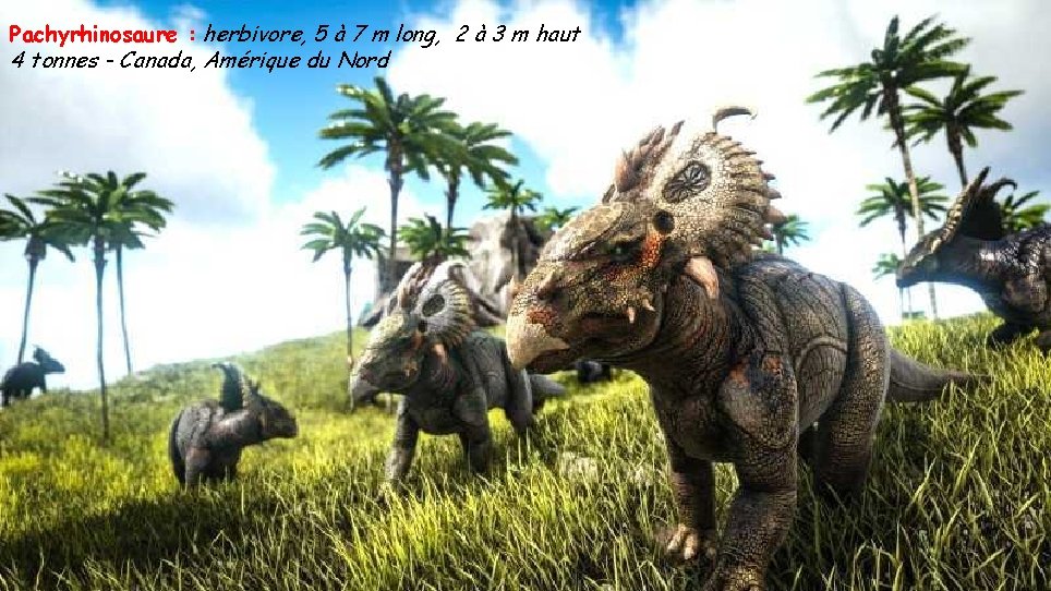 Pachyrhinosaure : herbivore, 5 à 7 m long, 2 à 3 m haut 4