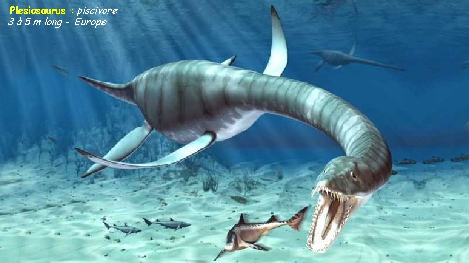 Plesiosaurus : piscivore 3 à 5 m long - Europe 