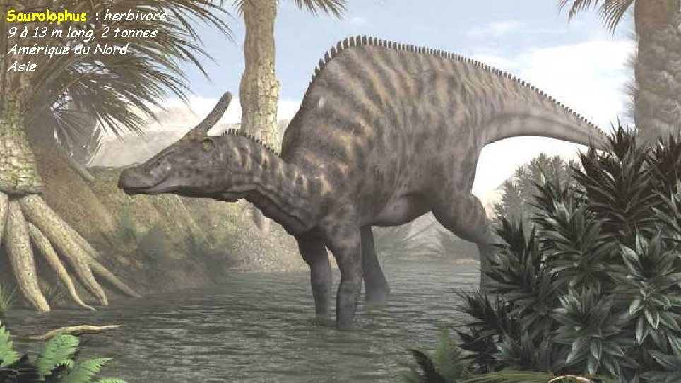 Saurolophus : herbivore 9 à 13 m long, 2 tonnes Amérique du Nord Asie