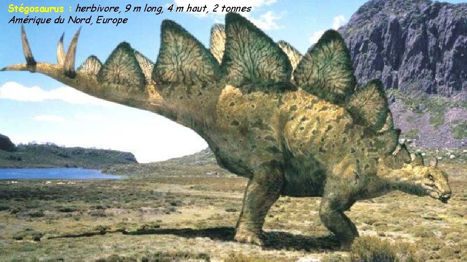 Stégosaurus : herbivore, 9 m long, 4 m haut, 2 tonnes Amérique du Nord,