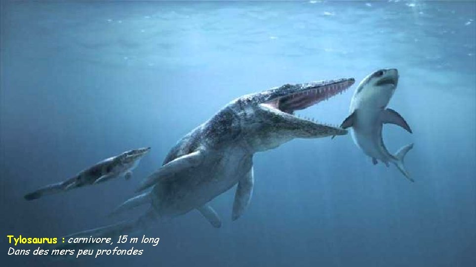 Tylosaurus : carnivore, 15 m long Dans des mers peu profondes 