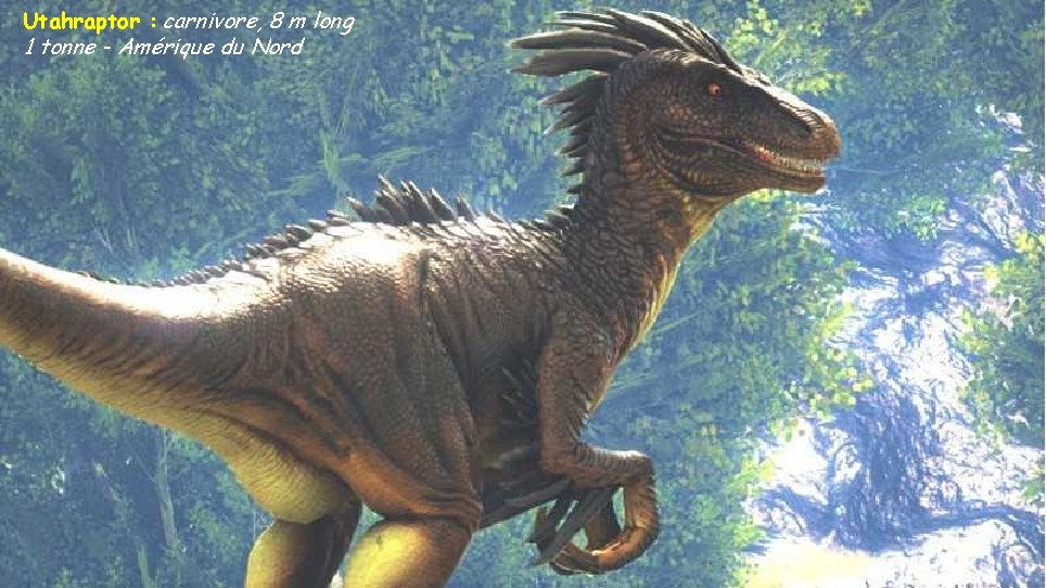 Utahraptor : carnivore, 8 m long 1 tonne - Amérique du Nord 