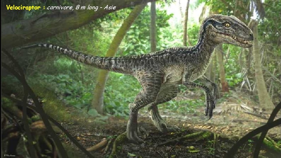 Velociraptor : carnivore, 8 m long - Asie 