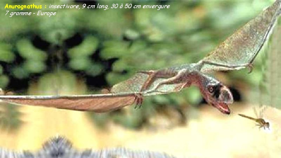 Anurognathus : insectivore, 9 cm long, 30 à 50 cm envergure 7 gramme -