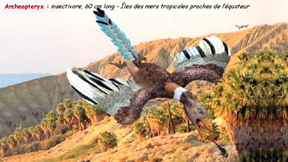Archeopteryx : insectivore, 60 cm long - Îles des mers tropicales proches de l’équateur