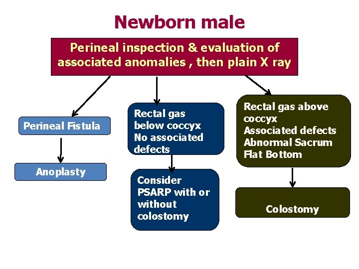 Newborn male Perineal inspection & evaluation of associated anomalies , then plain X ray